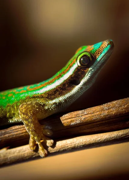 Close Gecko Pousando Caule Planta — Fotografia de Stock