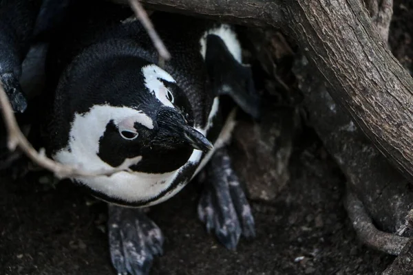 Una Toma Aérea Pingüino Blanco Negro Cerca Árbol —  Fotos de Stock