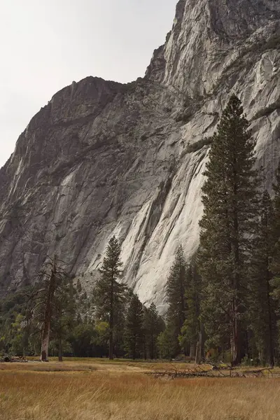 Eine Vertikale Aufnahme Von Fichten Die Klippen Mit Einem Hintergrund — Stockfoto