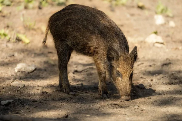 Sebuah Gambar Close Babi Hutan Makan Tanaman Dari Tanah Bayangan — Stok Foto