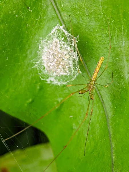 Yeşil Yapraklı Arka Planda Uzun Çeneli Örümceğin Yakın Çekimi — Stok fotoğraf