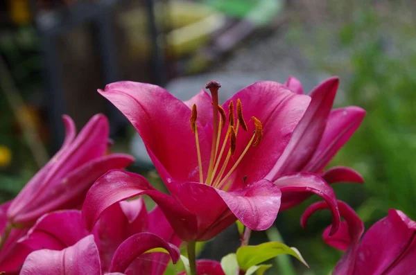 Mělké Zaměření Růžové Orientální Lily Dalian Stargazer Květiny — Stock fotografie