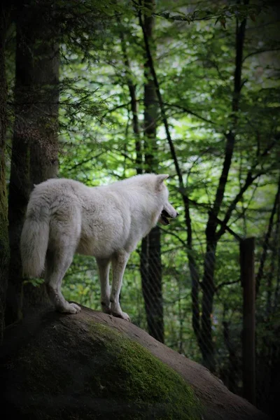 北极狼的垂直镜头 — 图库照片