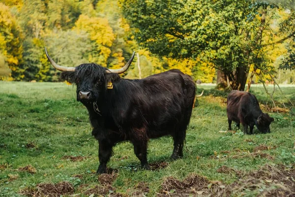 Uma Vaca Negra Saudável Pastando Prado Verde Suculento — Fotografia de Stock