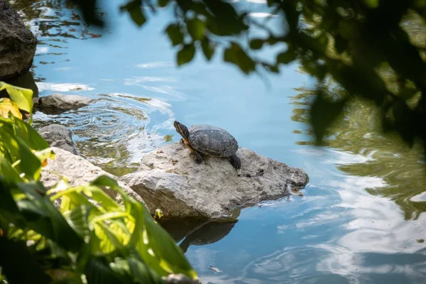 Очаровательная Красноухая Черепаха Скале Мелкого Озера — стоковое фото