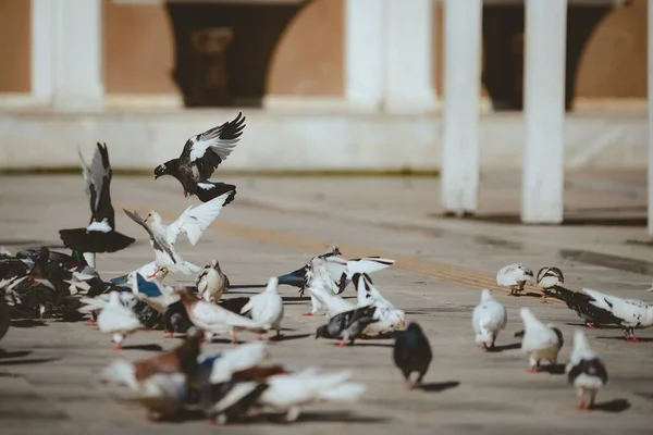 Eine Auswahl Von Tauben Auf Dem Bürgersteig — Stockfoto