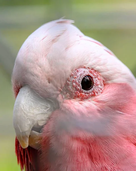 在澳大利亚野生动物公园里 粉红羽毛的粉红羽毛已经接近了 — 图库照片