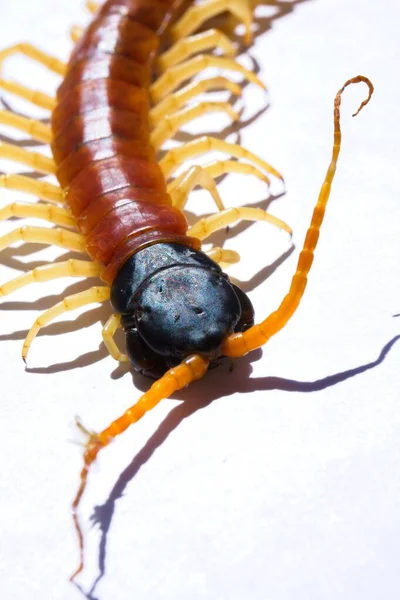 Een Close Van Een Giant Desert Centipede Met Een Oranje — Stockfoto