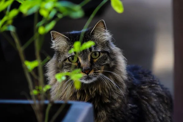 Pohled Kočku Výběrovém Ohnisku Rostlinou — Stock fotografie