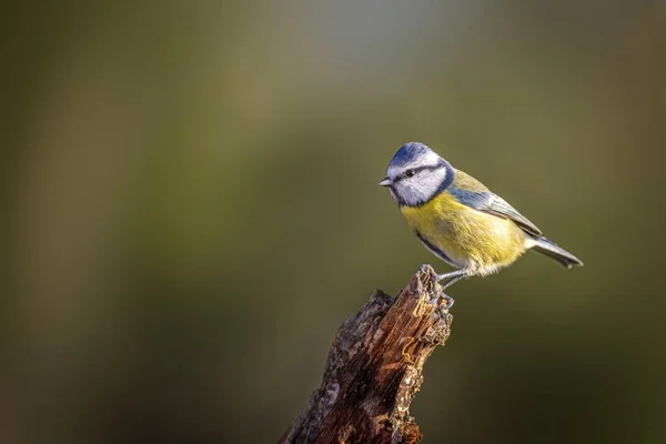Blue Tit Bird Perching Dead Tree Blurred Background — Photo