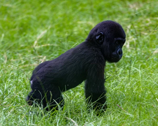 A young gorilla on a green field in a park in St Augustine, Florida, USA