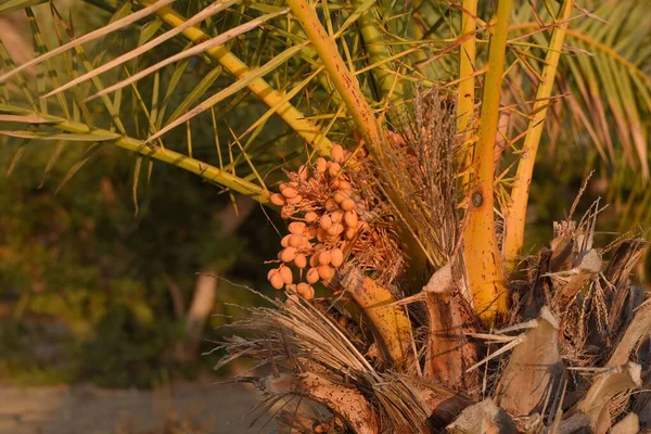 Phoenix Kanaryasına Yakın Çekim Meyveli Ananas Palmiyesi — Stok fotoğraf