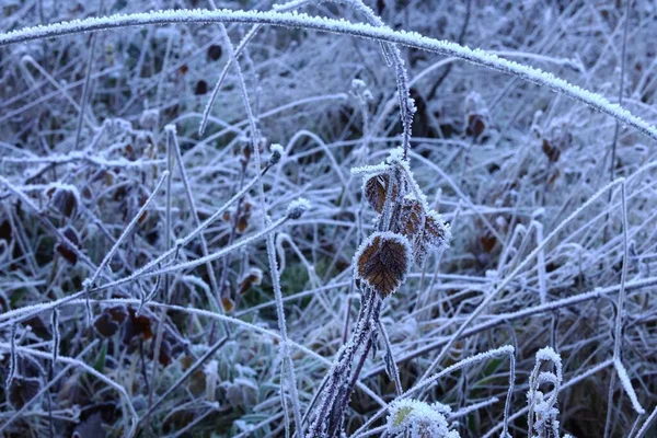 Nahaufnahme Einer Frostbedeckten Pflanze Einem Winterwald — Stockfoto