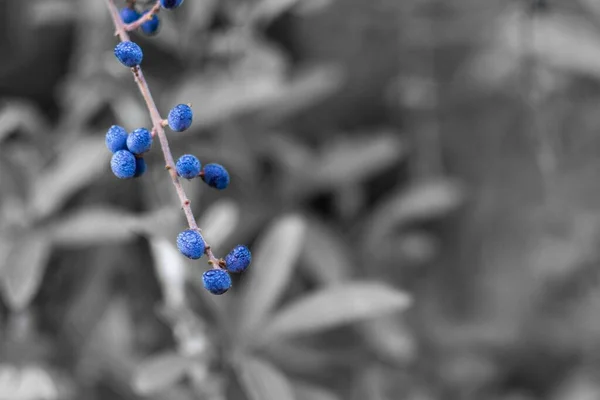 Ένα Κλαδί Του Blackthorn Prunus Spinosa Dews — Φωτογραφία Αρχείου