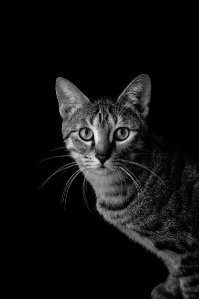 Вертикальная Серая Шкала Тэбби Взрослой Кошки Черном Изолированном Фоне — стоковое фото