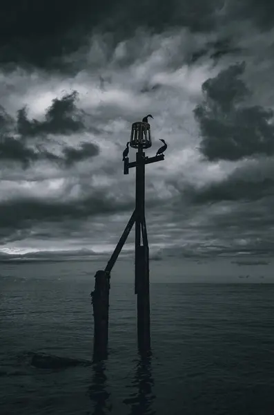 Серый Снимок Птиц Сидящих Полюсе Море — стоковое фото