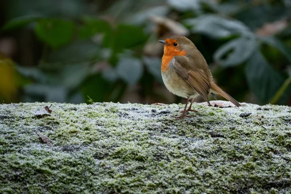 Selective Focus Shot Orange European Robin Perched Mossy Branch — Stock Photo, Image