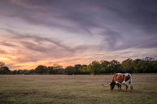 Een Stier Grazend Een Weide Onder Een Betoverende Bewolkte Hemel — Stockfoto