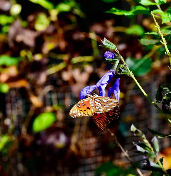 Una Mariposa Fritillaria Del Golfo Una Planta Salvia Azul Rock — Foto de Stock