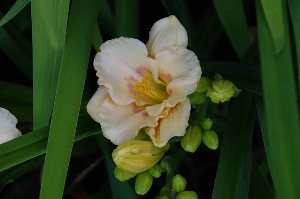 Ένα Κοντινό Πλάνο Από Λευκά Κρινάκια Ημέρας Λουλούδι Ημεροκάλης Πράσινα — Φωτογραφία Αρχείου