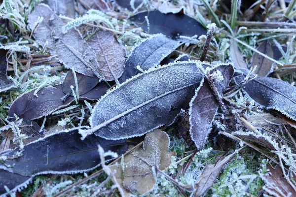 Zbliżenie Ujęcia Liści Pokrytych Mrozem Zimowym Lesie — Zdjęcie stockowe