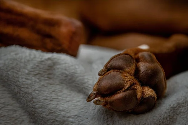 A closeup of a brown dog\'s paw on a gray blanket. Paw pads.