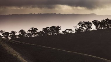 Kış şafağında, sisli ve dramatik bulutlu bir gökyüzü ile bir tepenin üzerindeki ağaçlardan oluşan bir siluet..