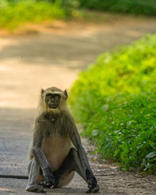 Yolda oturan gri bir langur.