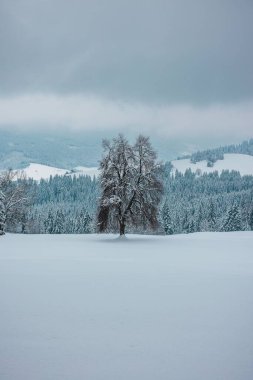 Karla kaplı donmuş ağaçların dikey görüntüsü bulutlu bir gökyüzünün altındaki beyaz dağlarda.