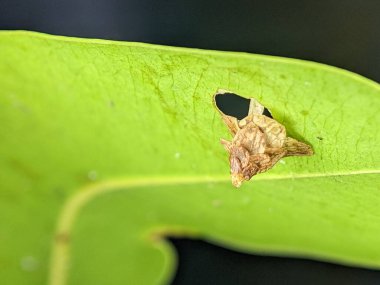 Yeşil bir yaprağa tünemiş bir Pagoda Bagworm 'ın yakın çekimi.