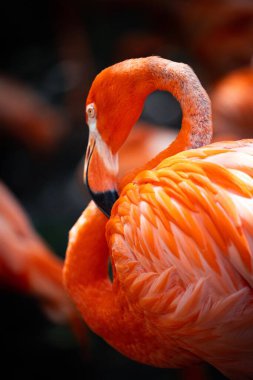 St. Augustine, Florida, ABD 'deki bir parkta flamingo görüntüsü.