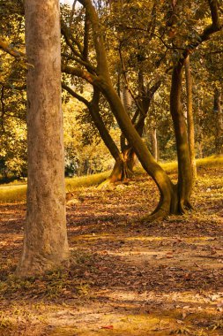 Ormanda yaprakları dökülmüş büyük bir ağaç.