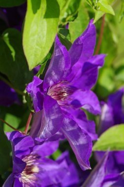 Clematis viticella 'nın seçici odağı, İtalyan deri çiçeği.