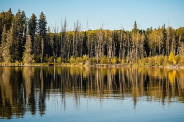 Prens Albert Ulusal Parkı, Saskatchewan 'daki gölün kıyısındaki gür sonbahar ağaçları.