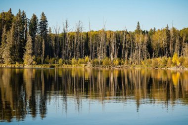 The lush autumn trees on the shore of a lake in Prince Albert National Park, Saskatchewan clipart
