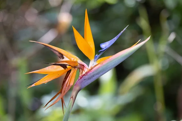 Знімок Журавлиної Квітки Парку Сент Агустині Флорида Сша — стокове фото