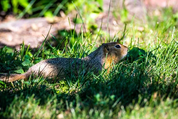 阳光明媚的日子里 一只小猪躺在绿草里 — 图库照片