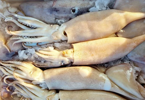 Top View Fresh Calamari Tubes Frozen Ice Greek Seafood Market — Stock Photo, Image