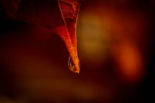 Primer Plano Una Gota Agua Colgando Una Hoja Otoño Naranja —  Fotos de Stock