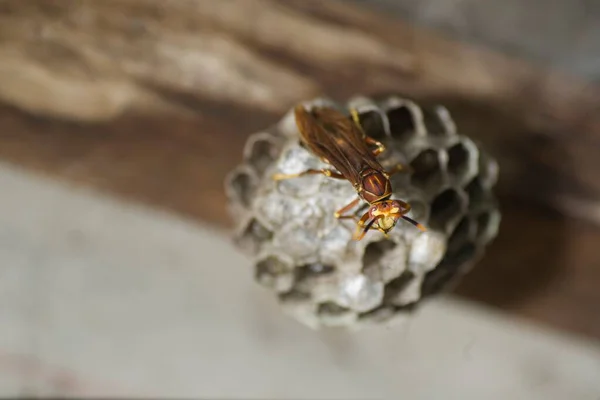 Macro Paper Wasp Nest Hanging Ceiling — Stock Photo, Image