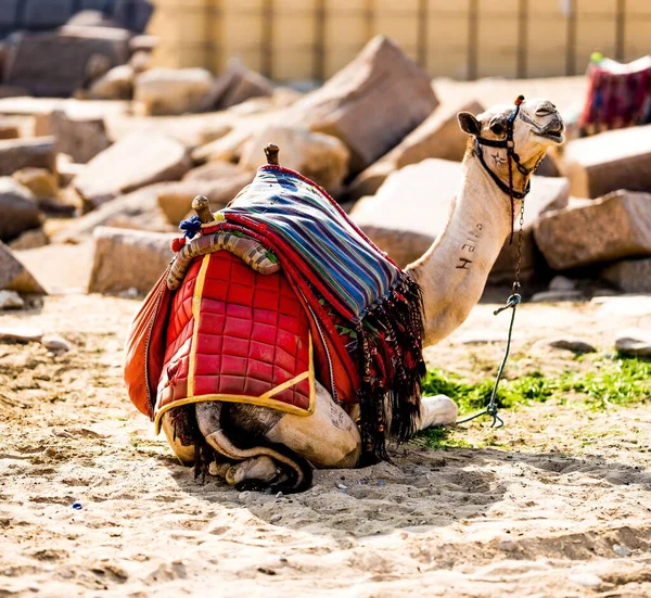 Camello Descansando Sobre Arena Mientras Mira Hacia Atrás — Foto de Stock
