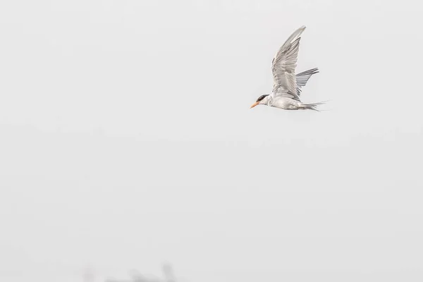날아가고 제비갈매기 테르나오로라 — 스톡 사진