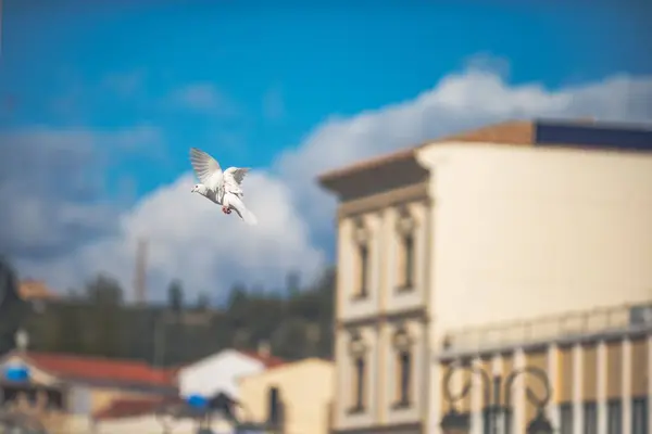 비둘기를 선택적으로 날게함 — 스톡 사진