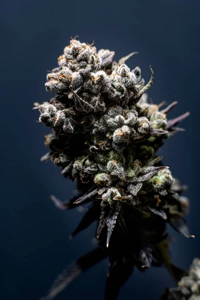Függőleges Cannabis Sativa Növény Kék Alapon Közelkép Koncepció Orvostudomány — Stock Fotó