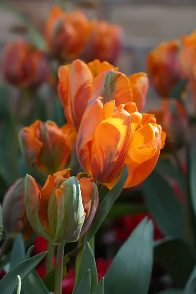 Foco Seletivo Uma Tulipa Jardim Laranja — Fotografia de Stock