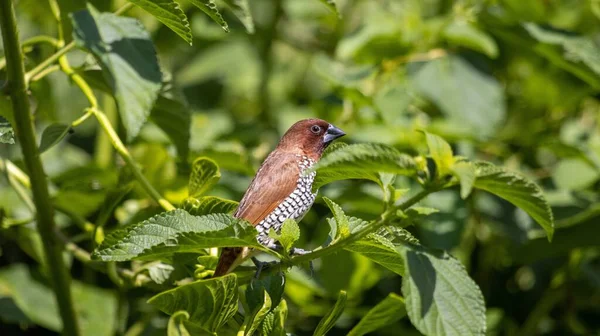 Selective Focus Shot Scaly Breasted Munia Bird Perched Tree Branch — Stock Photo, Image