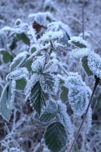 Egy Függőleges Felvétel Téli Erdőben Fagy Borította Növényekről — Stock Fotó