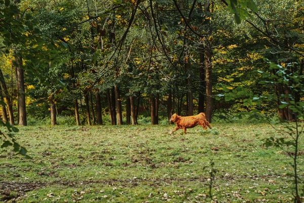 Een Bruine Stier Rennend Groen Veld — Stockfoto