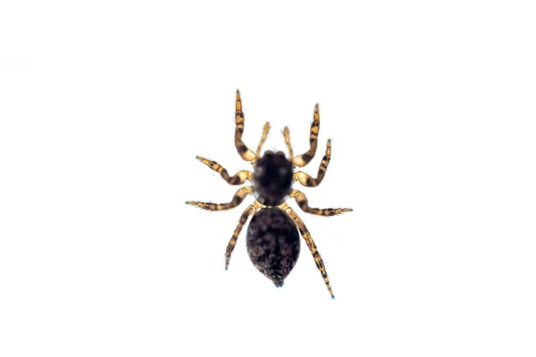Horní Pohled Pavouka Izolovaného Bílém Pozadí — Stock fotografie