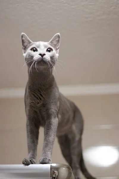 好奇心旺盛な方法で検索可愛いロシアの青い猫の垂直閉鎖 — ストック写真